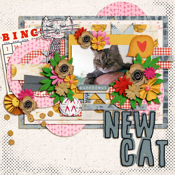 New Cat