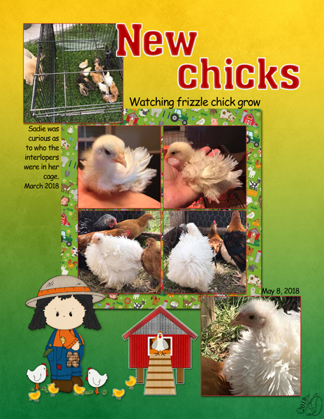 New chicks