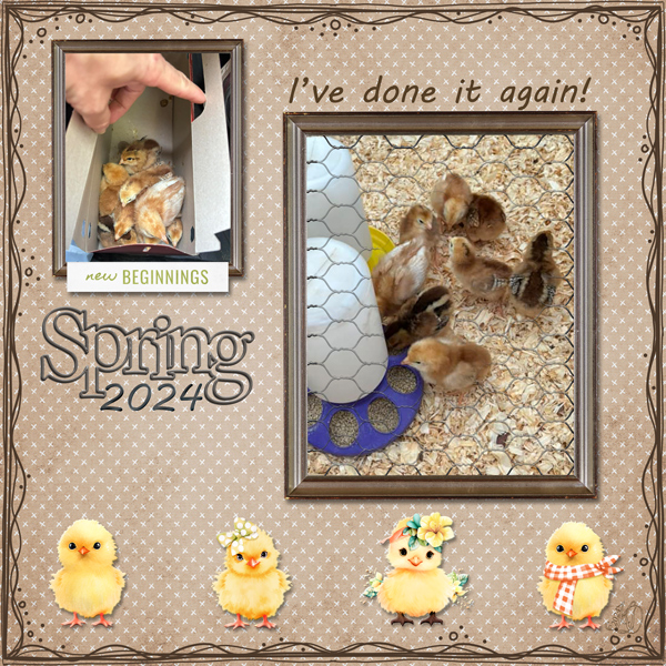 New Chicks