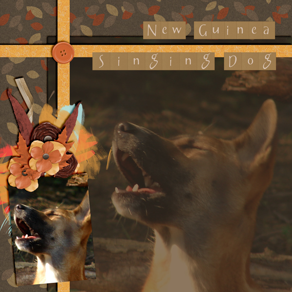 New Guinea Singing Dog