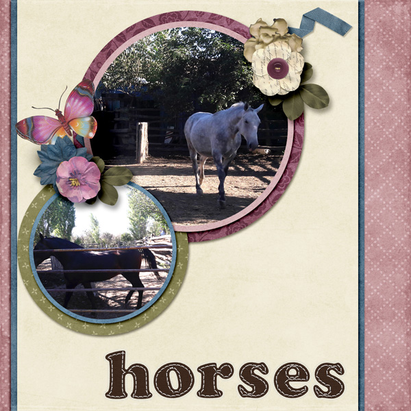New horses