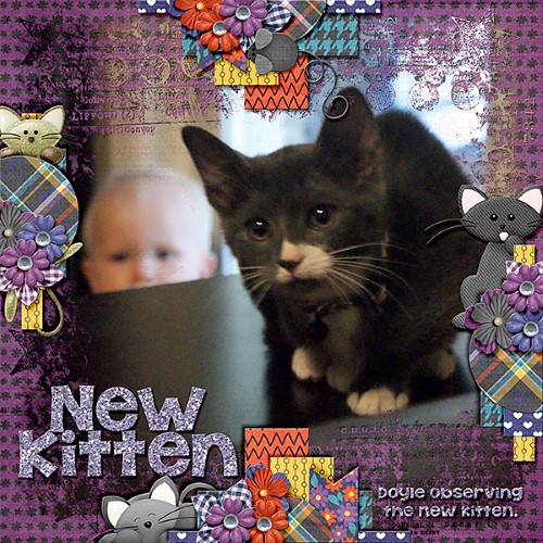 New Kitten