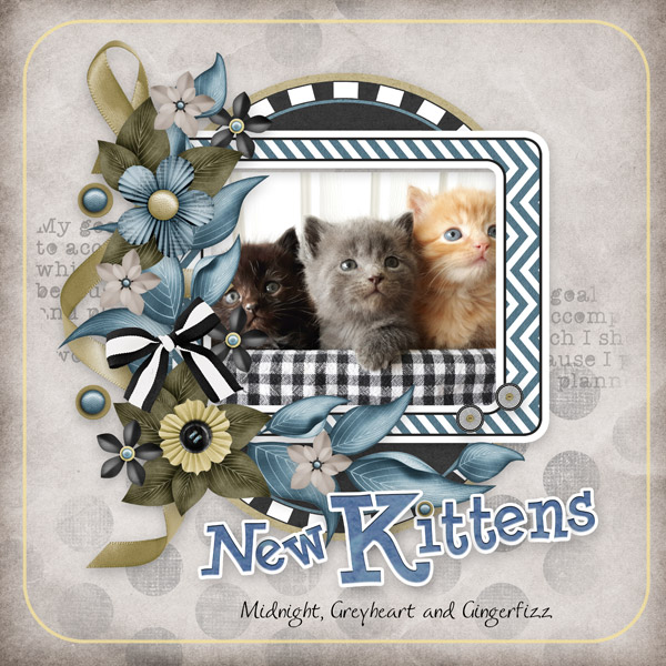 New Kittens