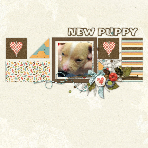 New Puppy