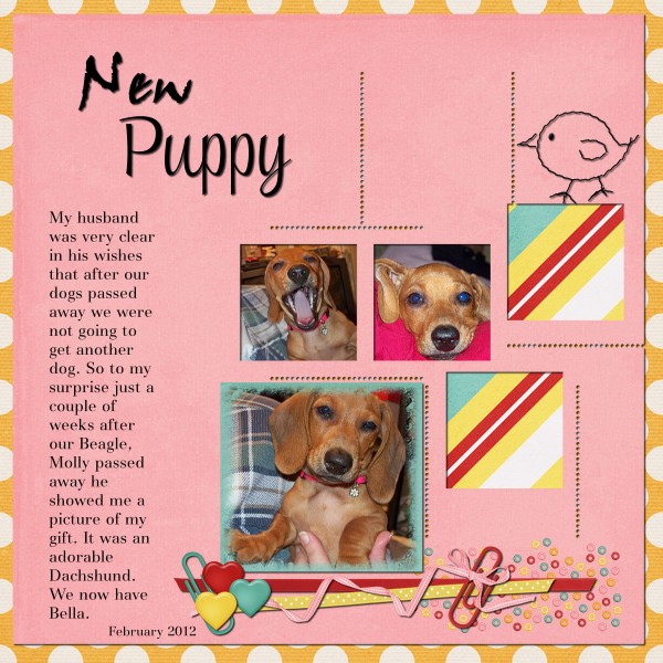New Puppy