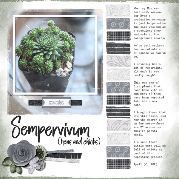 New succulent