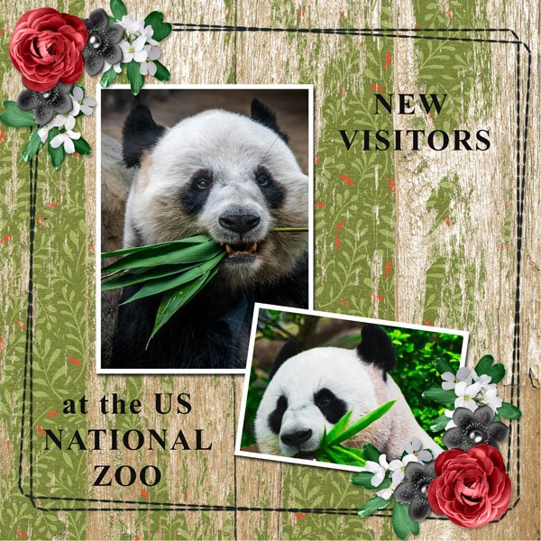 NEW VISITORS at the US NATIONAL ZOO