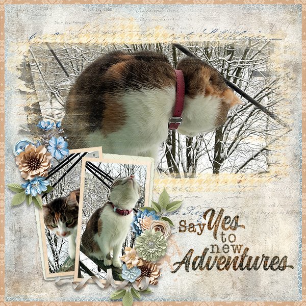 NewAdventure_ollitko_600.jpg