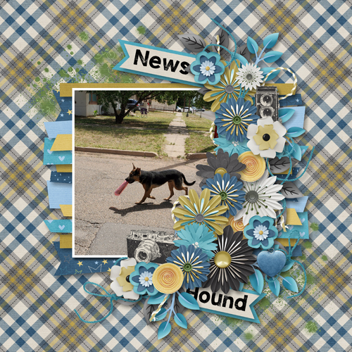News hound