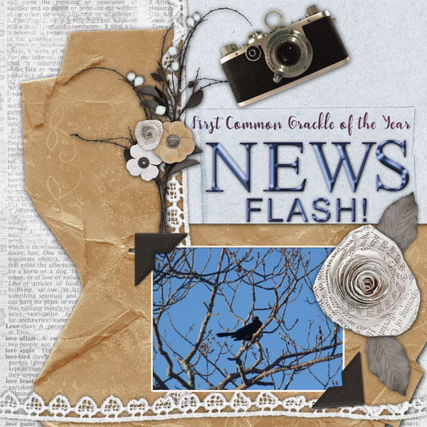 Newsworthy Bird