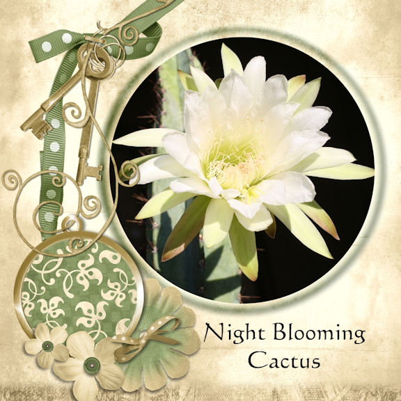 Night Blooming Cactus