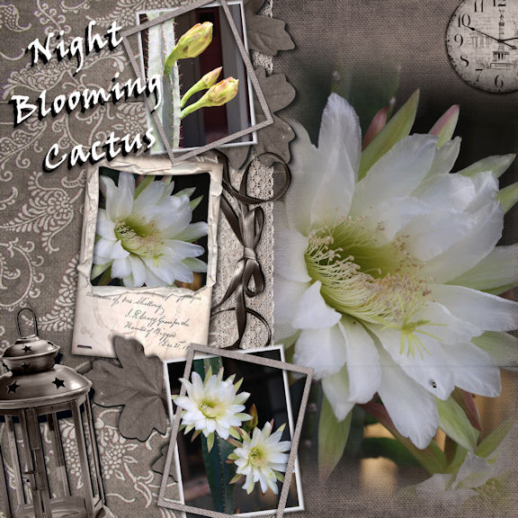 Night Blooming Cactus