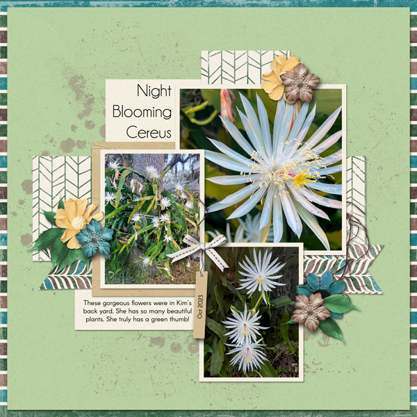 Night Blooming Cereus