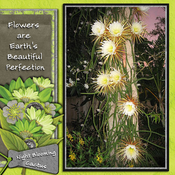 Night Blooming
