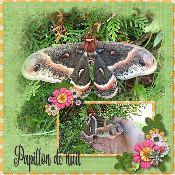 Night Butterfly