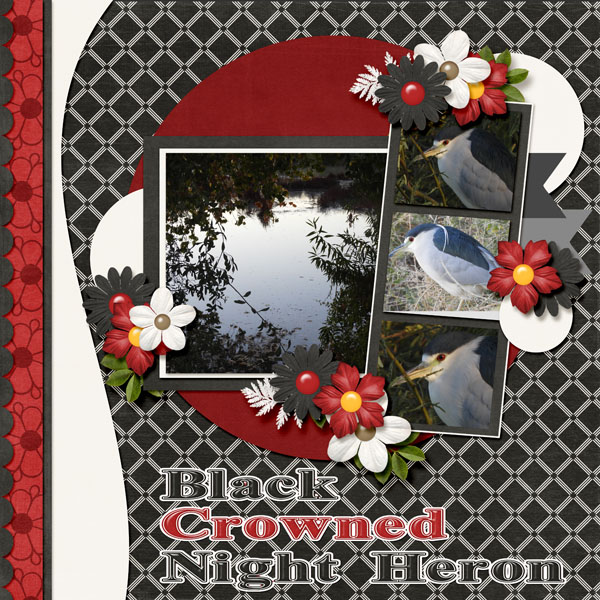 night_heron_vol_3_I_Pick_You