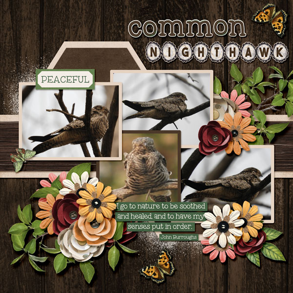Nighthawk_nature_small