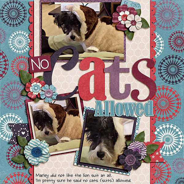 No Cats Allowed