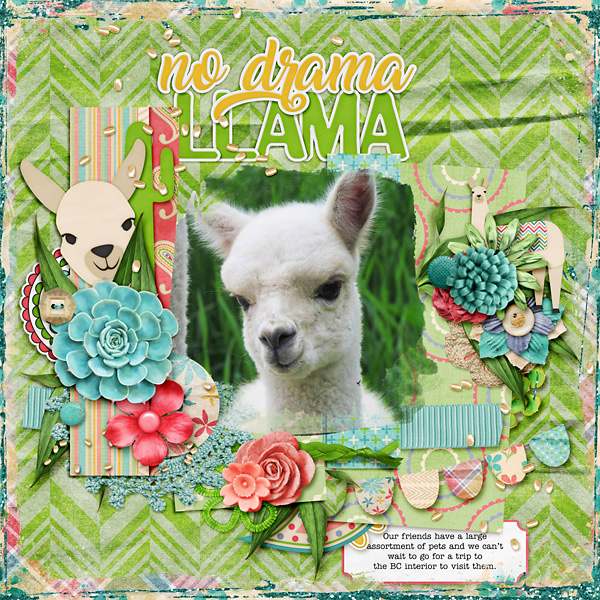 No Drama Llama