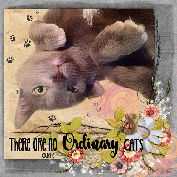 No Ordinary Cat