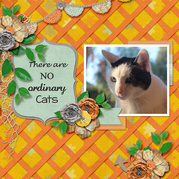No Ordinary Cats