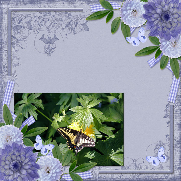 (NO TITLE) Butterfly