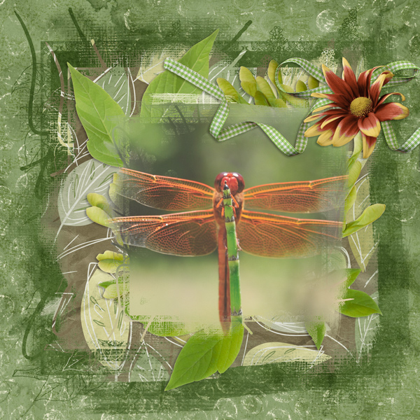 (no title) Dragonfly