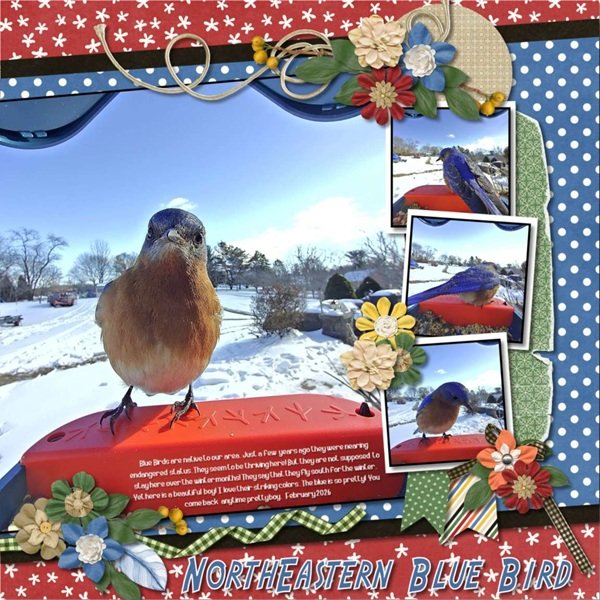 Northeastern Blue Bird.jpg