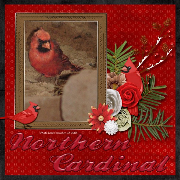 Northern Cardinal small.jpg