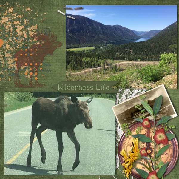 Northern Experience