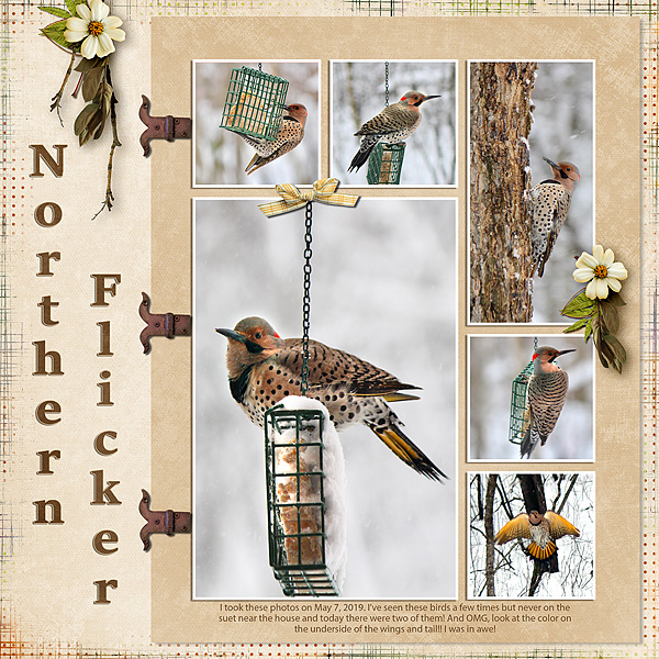 Northern Flicker