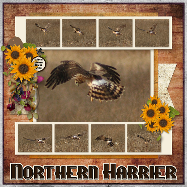 Northern Harrier