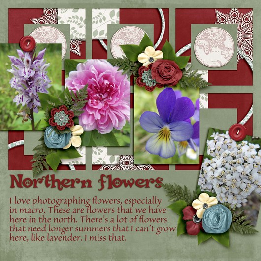 Northern_flowers