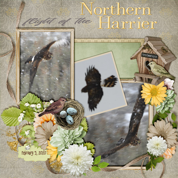 Northern_Harrier_flight_small