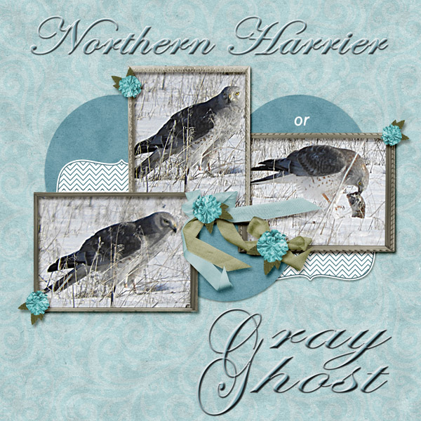 Northern_Harrier_small