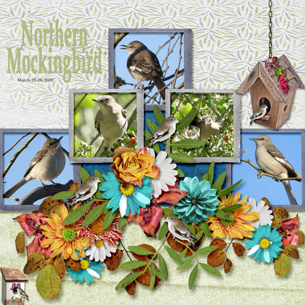 Northern_Mockingbird_small