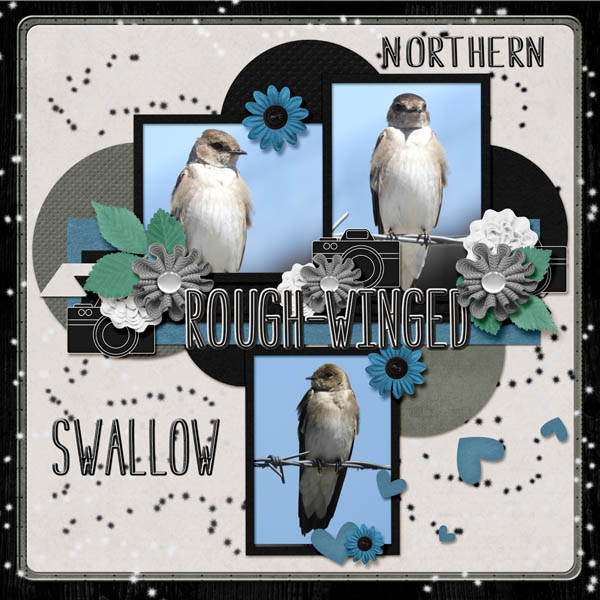 Northern_rough-winged_swallow_small