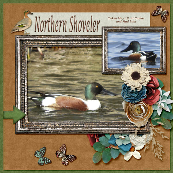Northern_Shoveler_small