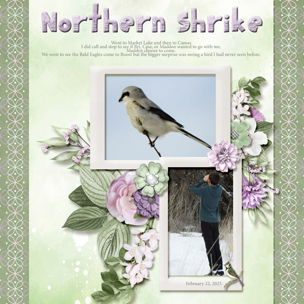 Northern_Shrike_small