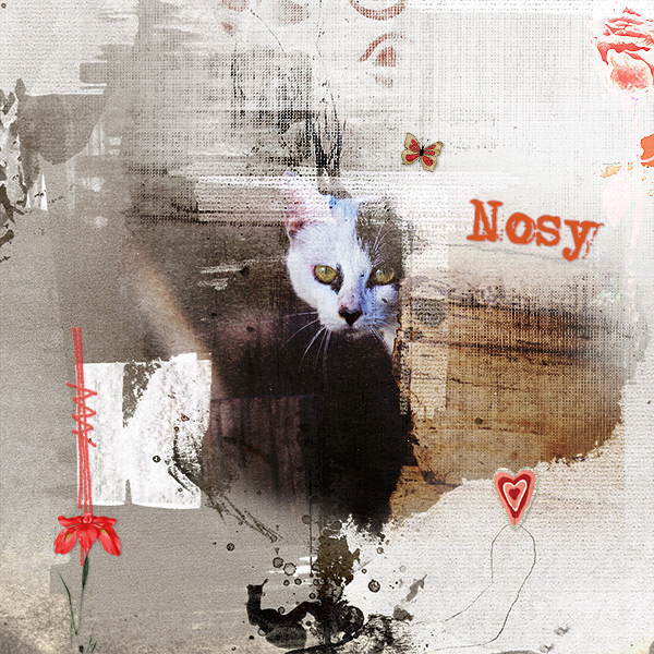 Nosy Cat