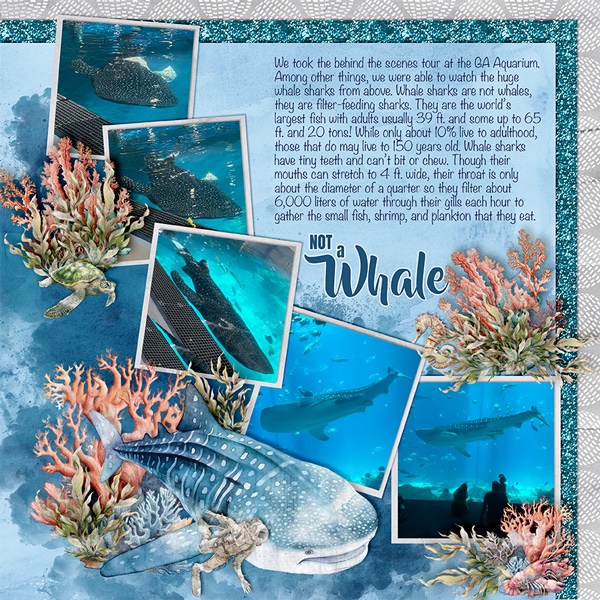 Not A Whale