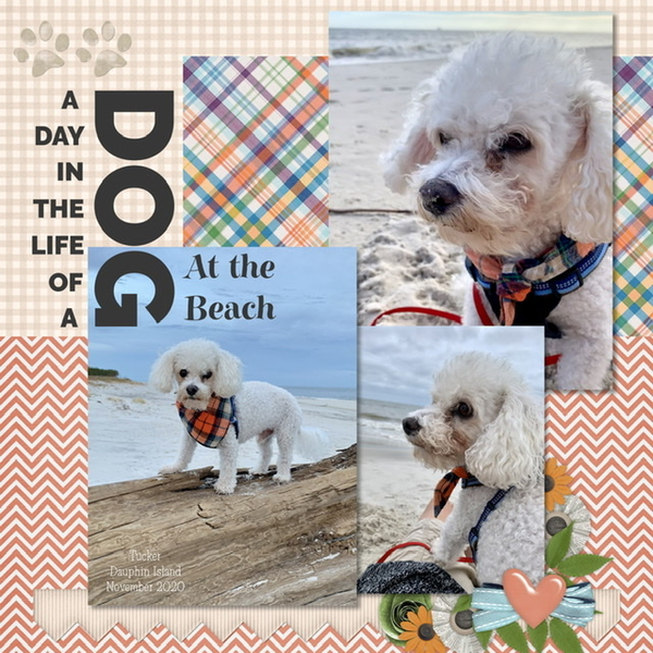 November 2020 Recipe Challenge: Tucker at the Beach