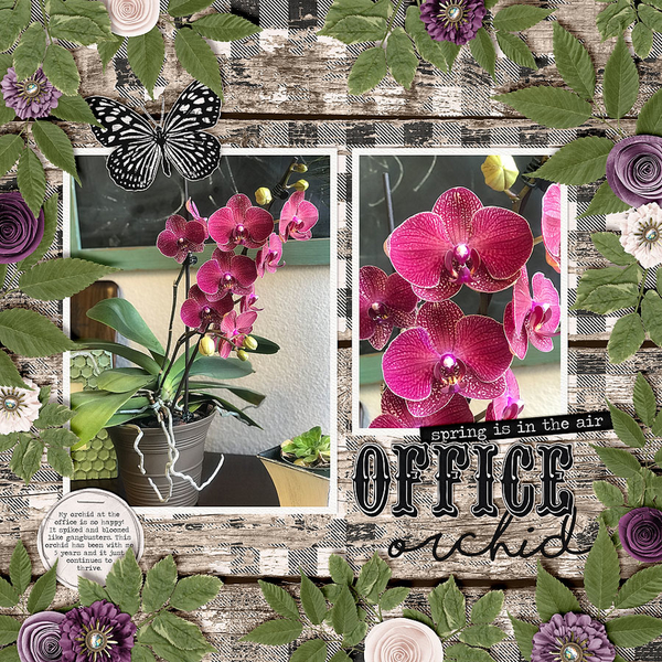 ~Office Orchid~