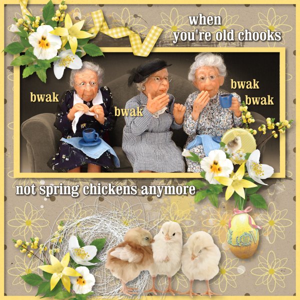 old chooks