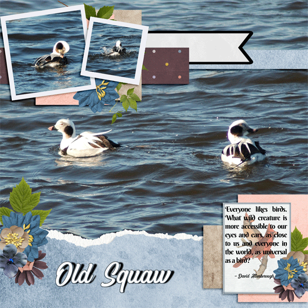 Old Squaw