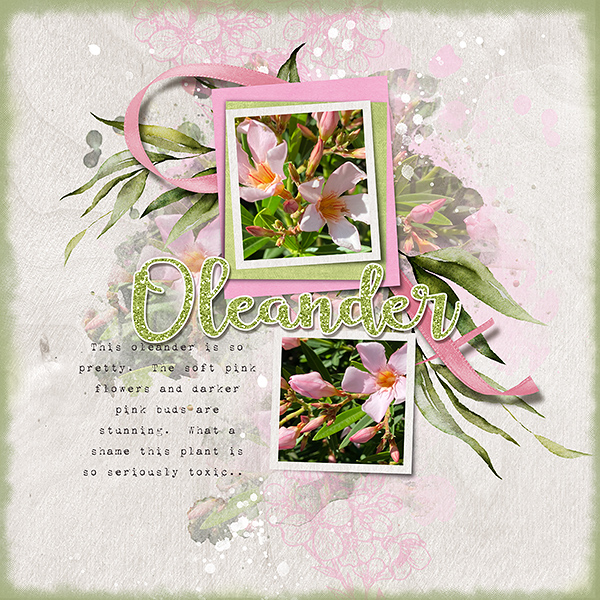 Oleander