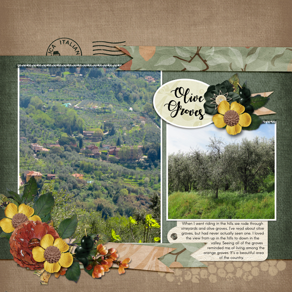 Olive Groves