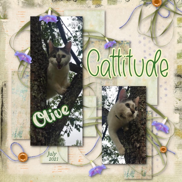 Olive