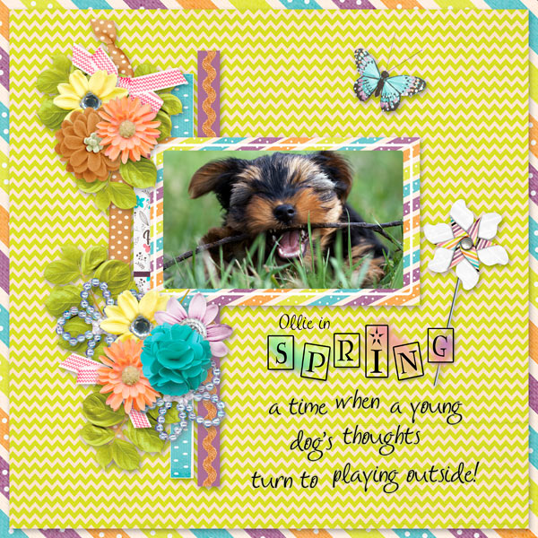 Ollie in Spring