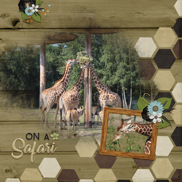 on our safari